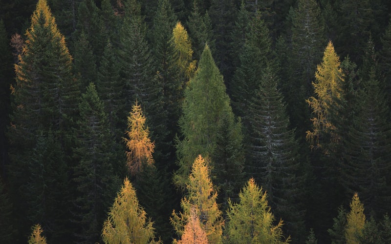 North Georgia mountains and forest